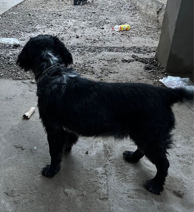 Рабочи спаниель сатылады