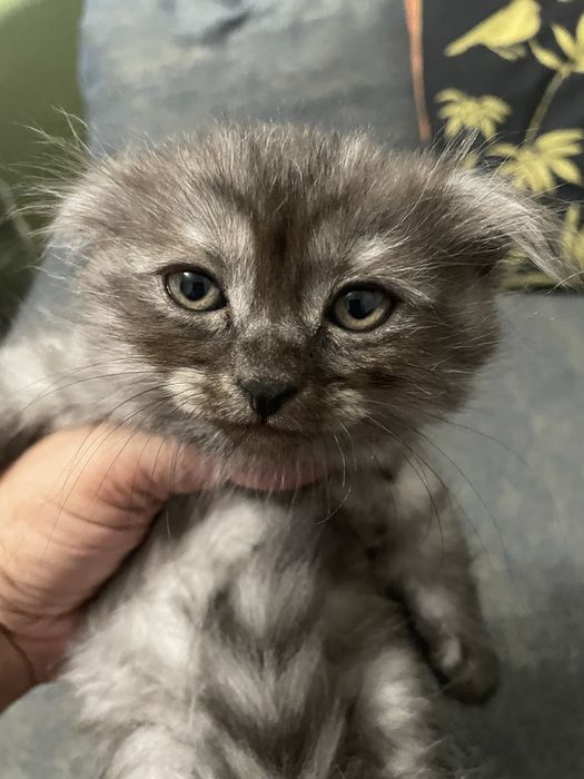 Отдам котят в добрые руки