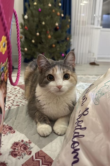 Отдам Милку в добрые руки