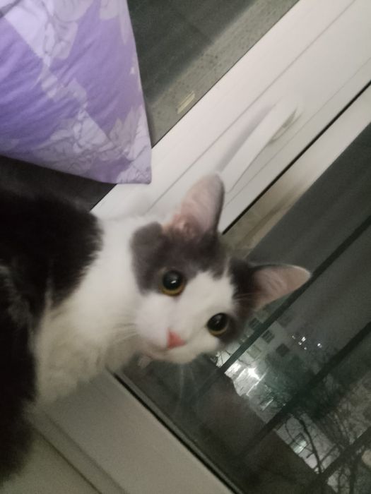 Отдам в хорошие руки кота