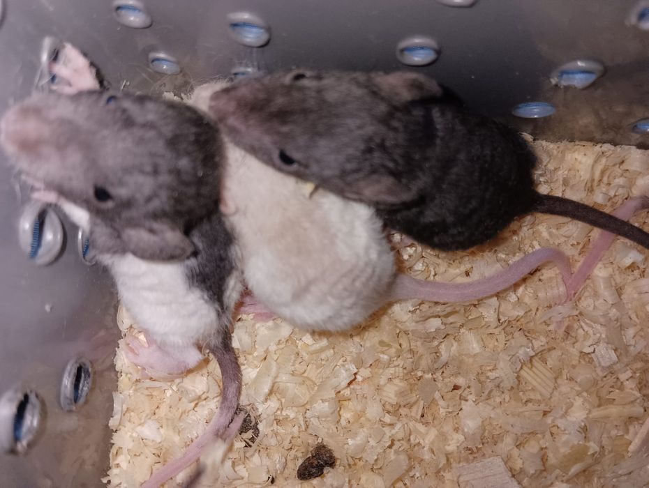 Продам  декоративных  крыс  Дамбо