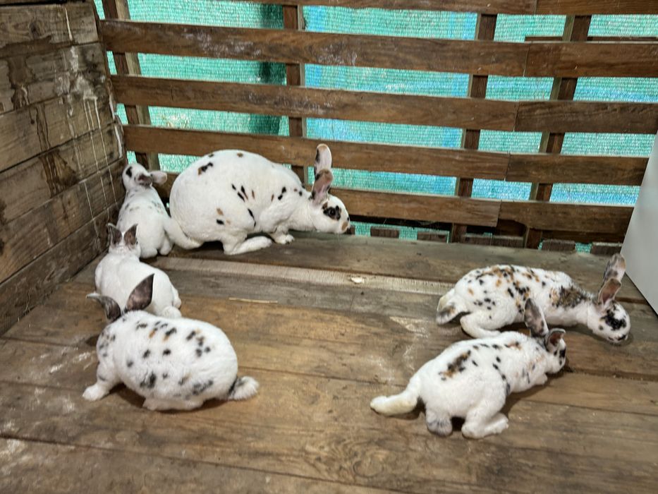 Rex tricolor si dalmatian