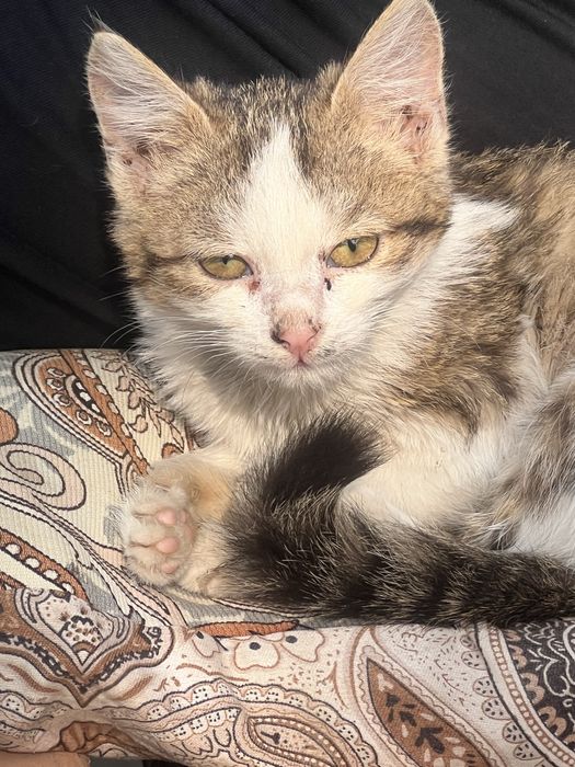 Мысық еркек кот мальчик в добрые руки