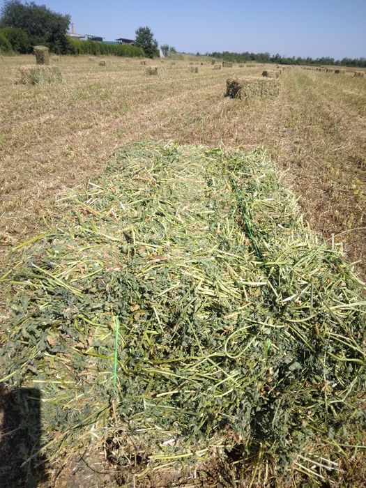 Baloți de lucernă de vânzare