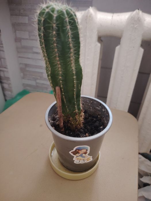 Продам комнатные растения