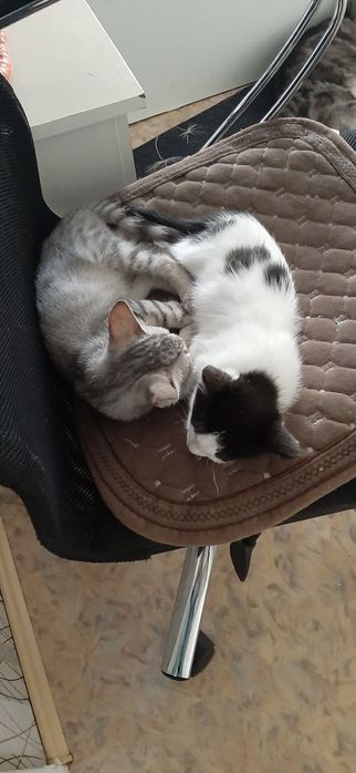 Котята ищут дом.
