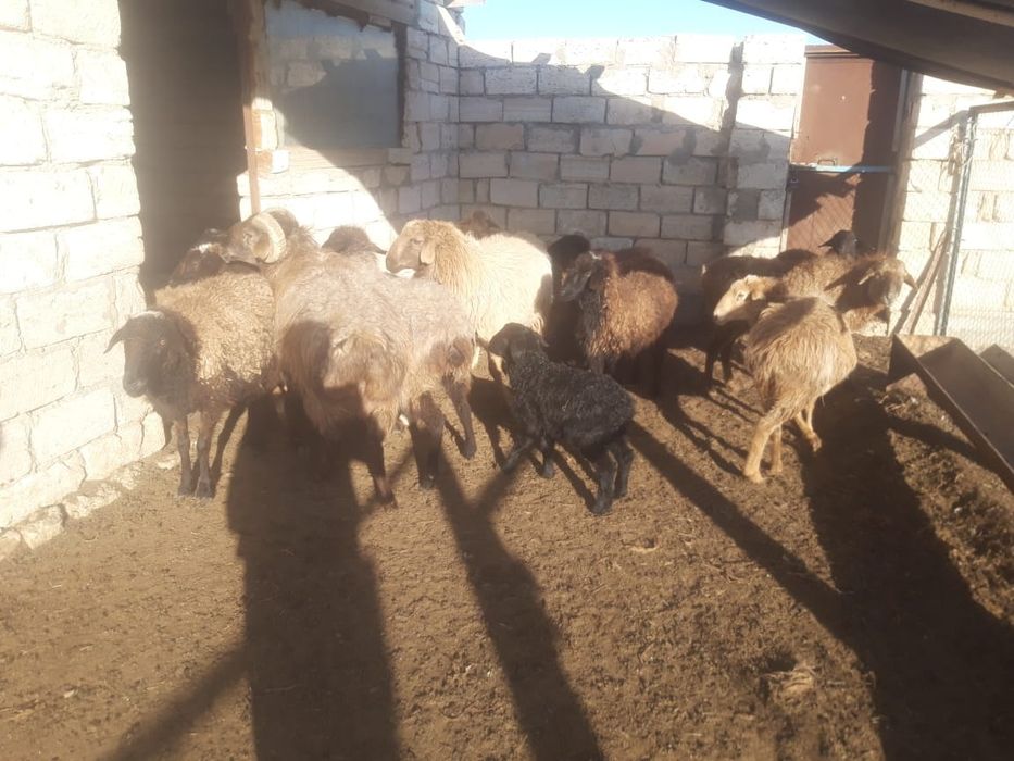 Буаз койлар козылы койлар сатылады