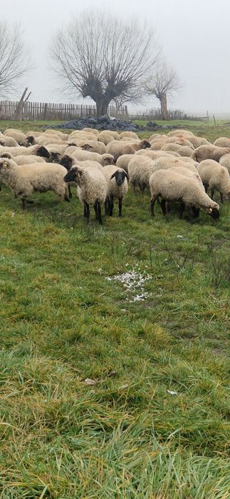 Vând 200 de oi țigări bucălăi gestante