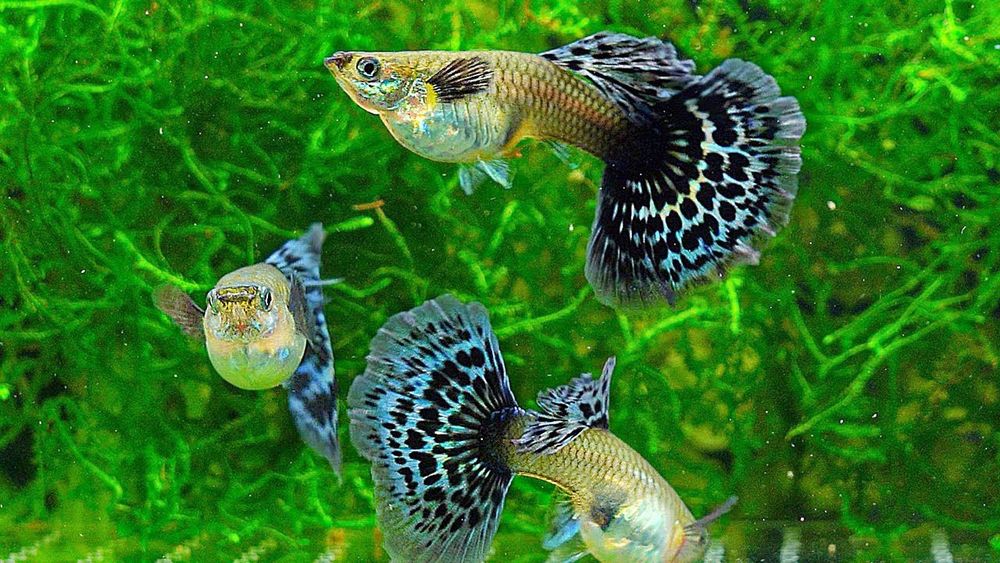 Гуппи Дамбо Мозаика