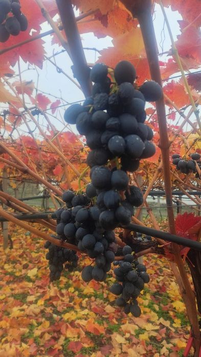 Struguri pentru vin,țuică,suc,oțet,etc