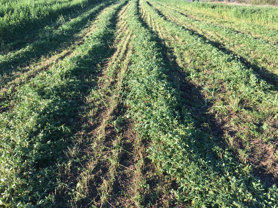 Baloti infoliati lucerna