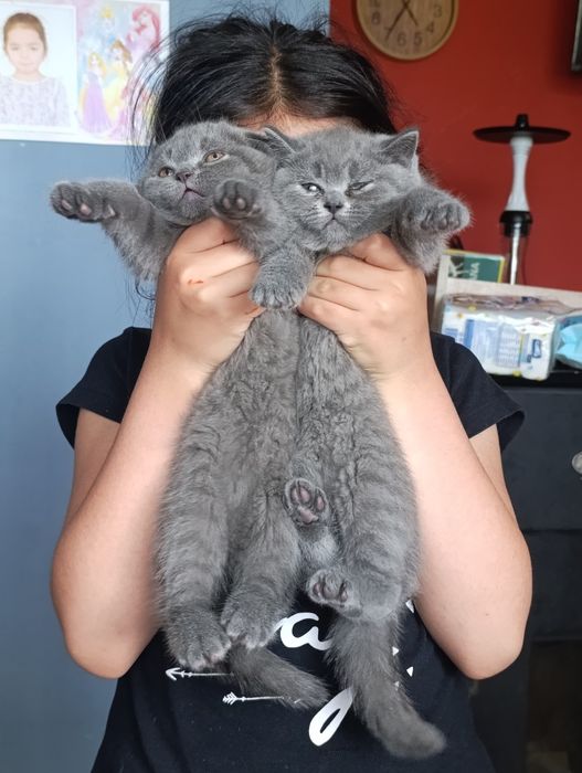 Британски котета