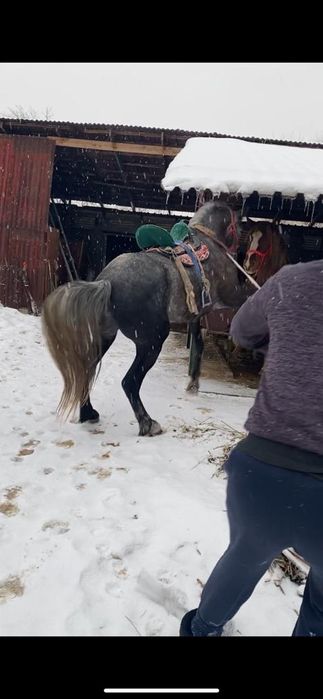 Продам жеребца...