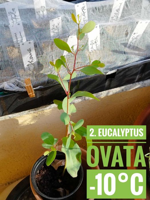 Продавам разсад от евкалипт и австралийска акация