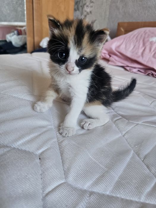 Отдаем котят в добрые руки