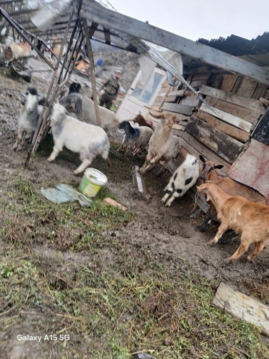 Vând 5 capre și un țap