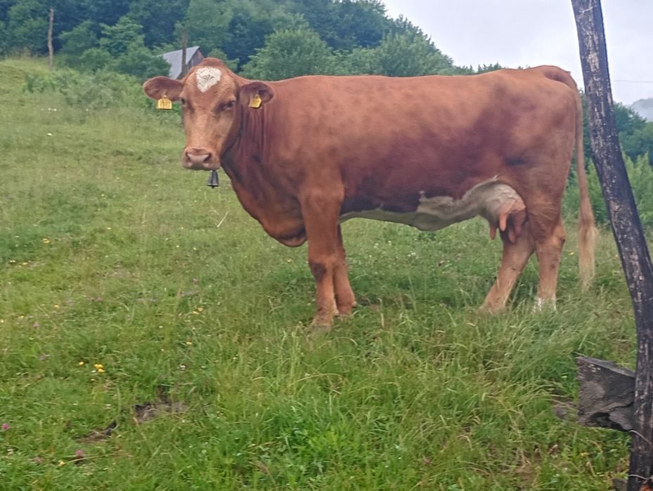 Vând vacă și junincă preț negociabil
