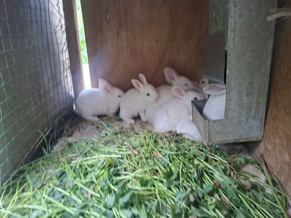 wu quyan bolari sotiladi  .