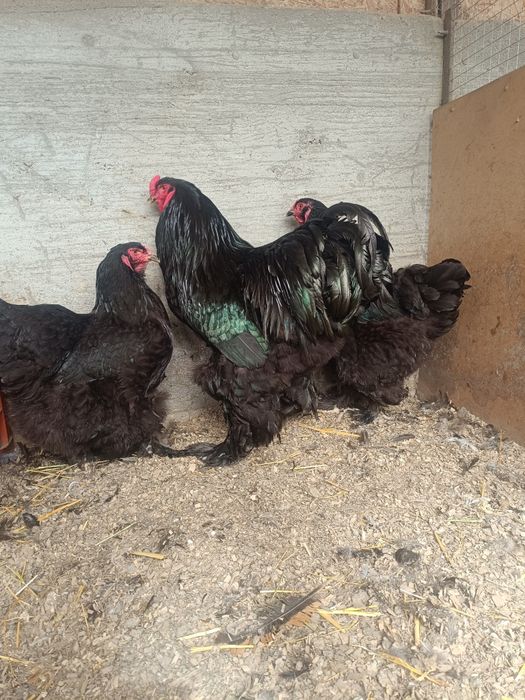 Инкубационные яйцо брам