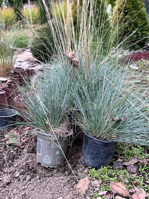 Фестука, синя трева / Festuca glauca