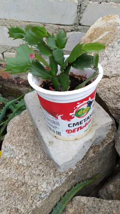 Продам растения алоэ, декабрист