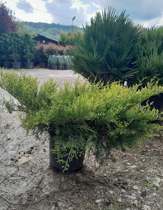 Plante ornamentale