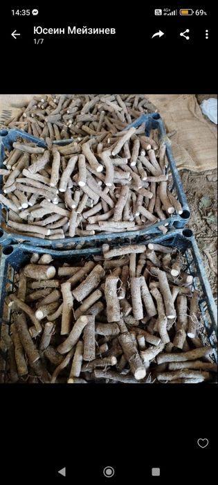 Butasi -drajoni Pauwlovnia