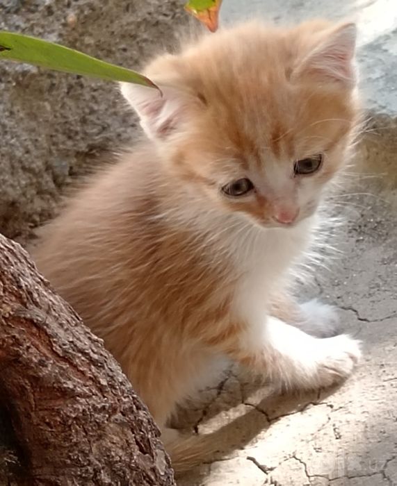 Uy mushukchasi toza