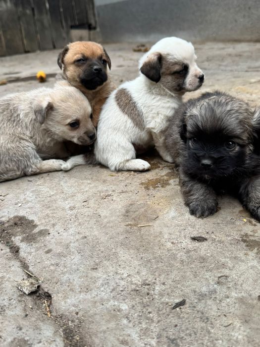 Căței de talie mică