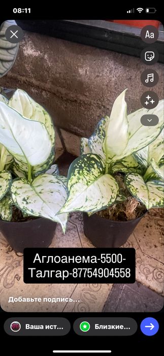 Монстера,Антуриум,Цикас,Алоказии