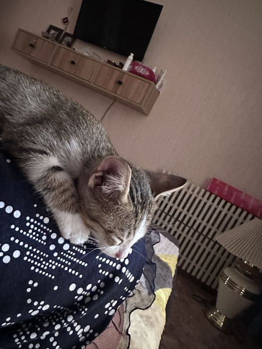 Отдам котенка в хорошие руки