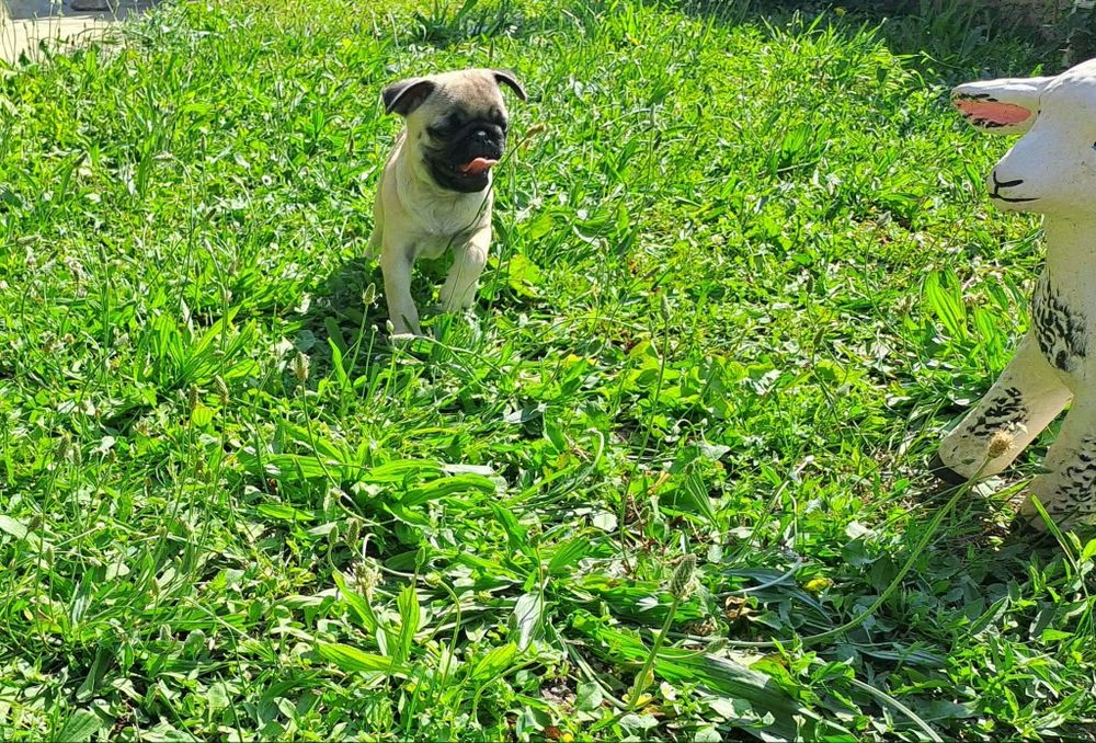 Продавам,  продавам