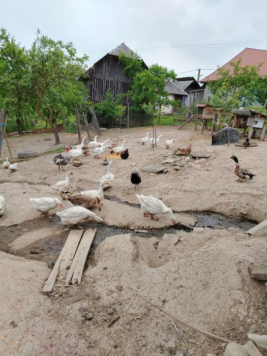 Vând gâște  150 de lei buc