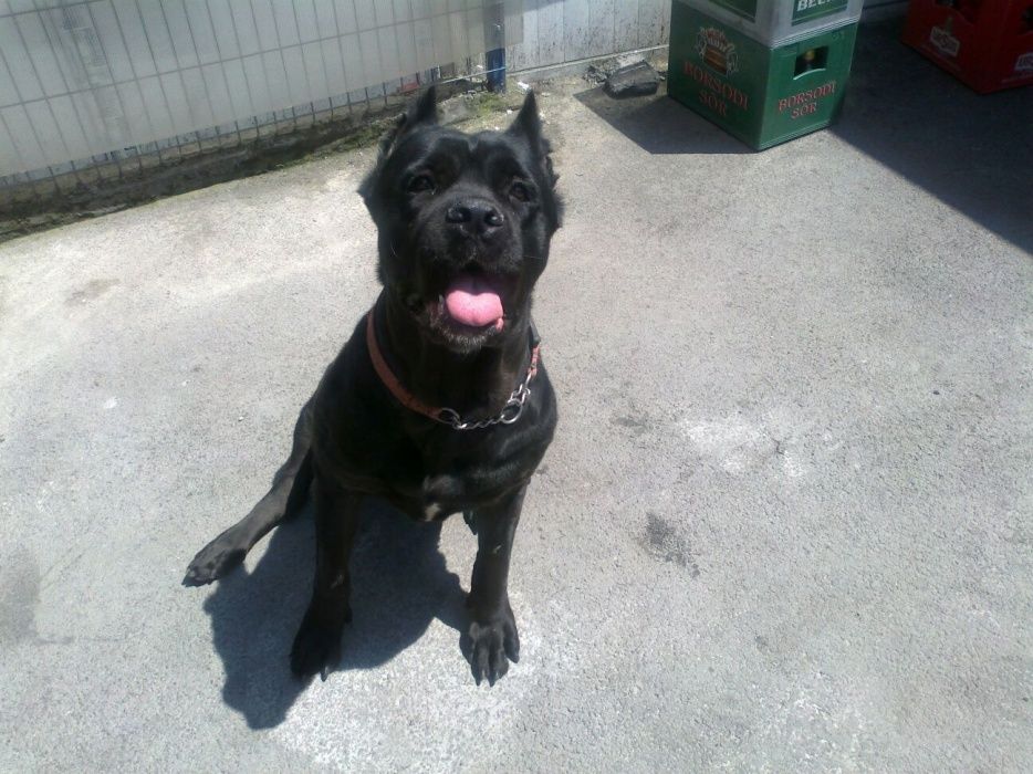 Dresaj Canin la domiciliu