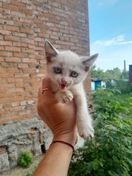 Срочно отдам котят