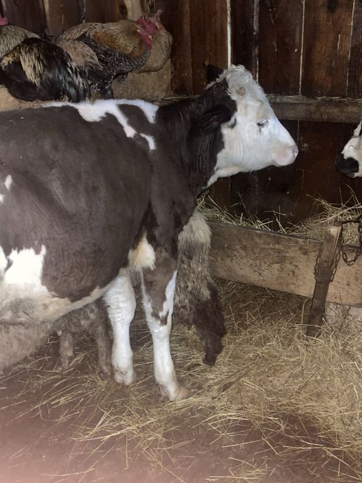 Vitica de vanzare 8 luni