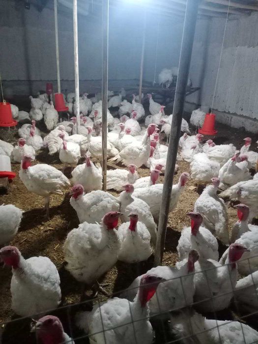 ЯНГИ ТОШКЕНТ!!! 30 соток, Фасад 63м. Возле реки. Продажа или аренда!