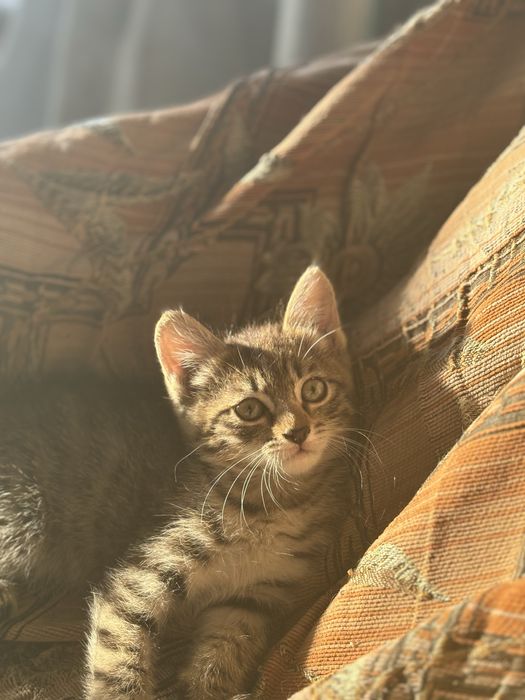 красивый котенок в добрые руки