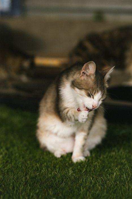 Отдам кота в добрые руки