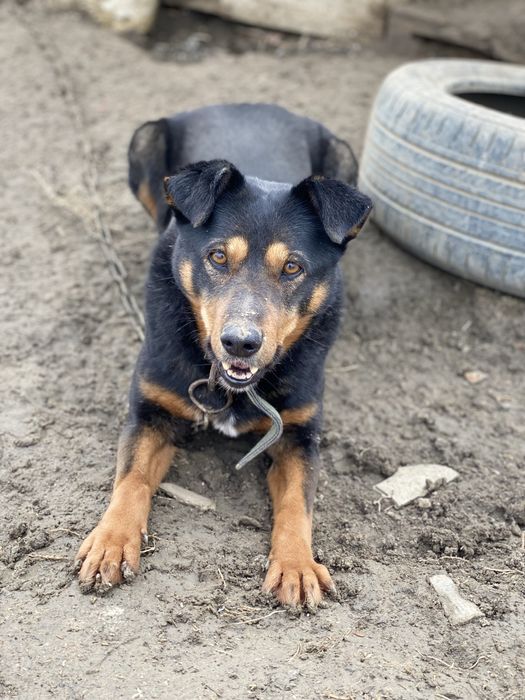 Собака помесь ягдтерьер