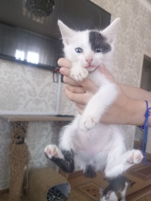 Отдам котят в добрые руки