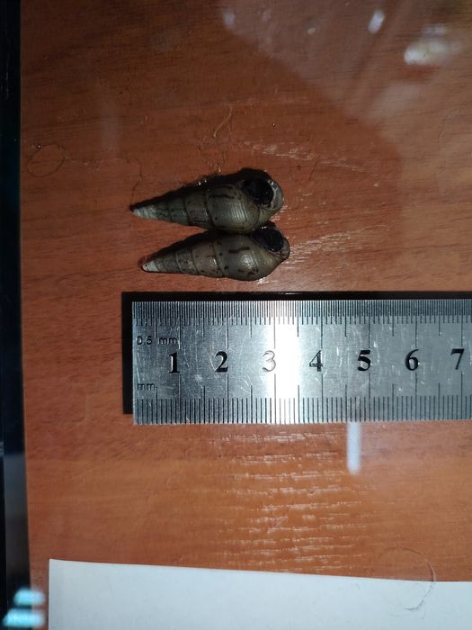 Продаю улитки мелания