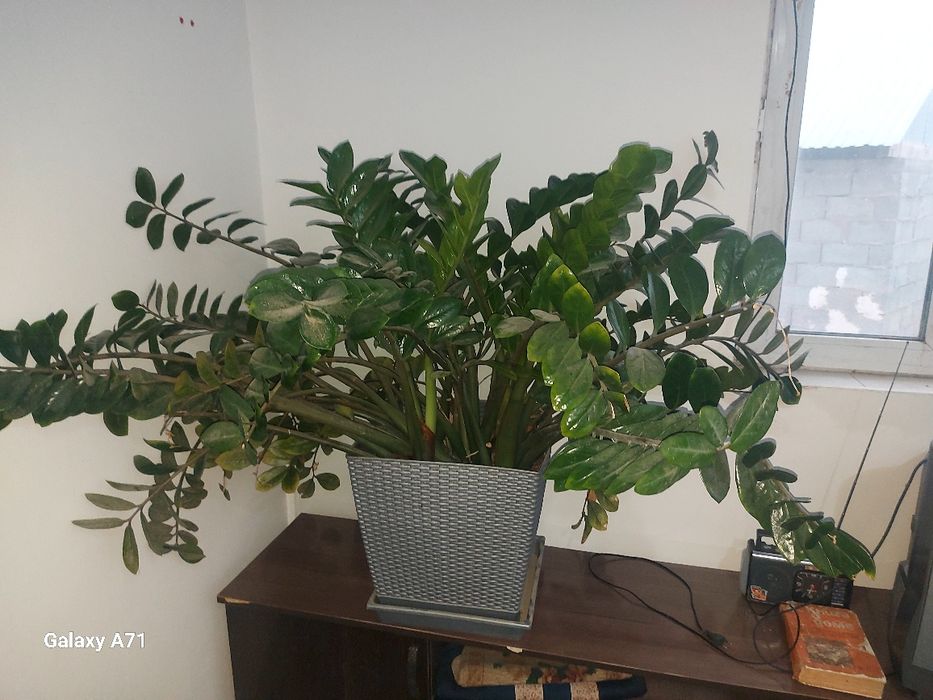 Долоровое дерево