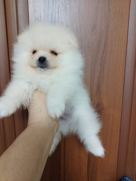 Померанский шпиц