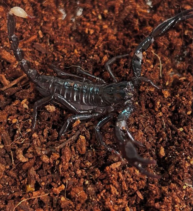 Екзотични животни широка гама- всякакви видове включително по-поръчка