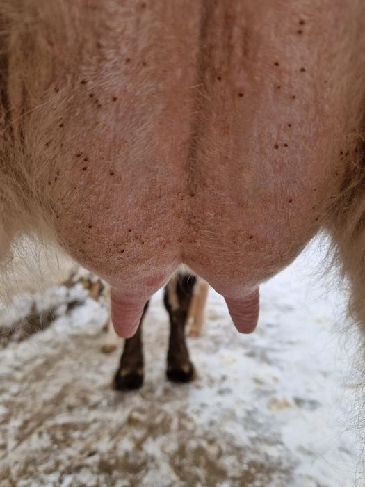 Бузаулы сиыр сауын сиыр