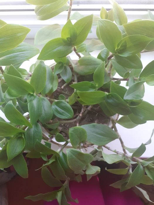 Продаю комнатные цветы