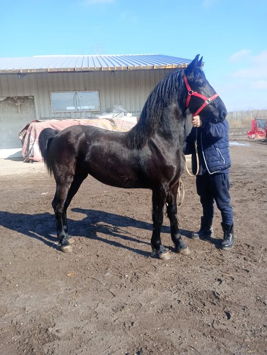 De vânzare două mânze friz