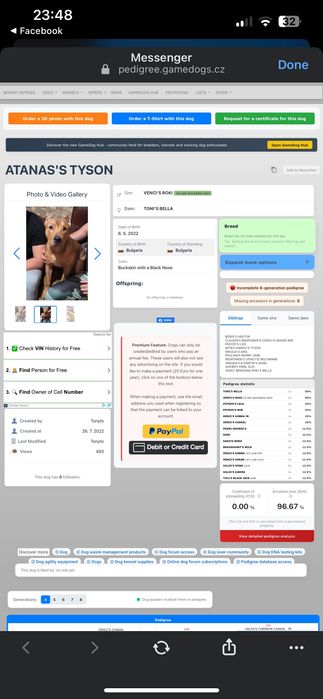 Куче питбул на 3 месеца