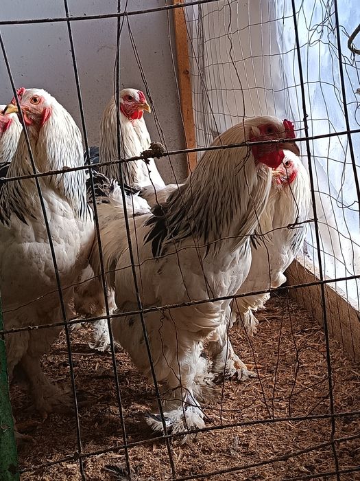 Vând Cocoși Brahma  serie tananara